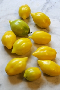 Tomat 'Lemon Tree', Solanum lycopersicum
