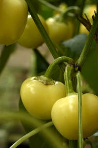 Tomatpaprika 'Ontara', Capsicum annuum, paprika