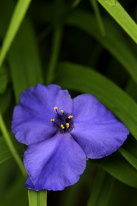 Tremastarblomma, Tradescantia x Andersoniana