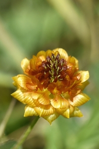 Jordklöver, Trifolium campestre