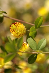 Trifolium campestre, Jordklöver