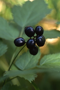 Svart trolldruva, Trolldruva, Actaea spicata