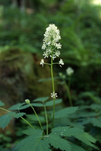 Svart trolldruva, Trolldruva, Actaea spicata