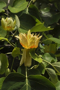 Tulpanträd, Liriodendron tulipifera