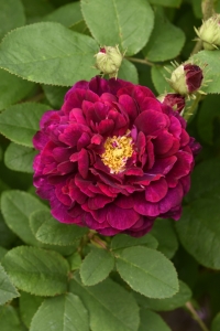 Ros 'Tuscany Superb'