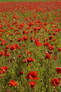 Vallmofält, Gotland