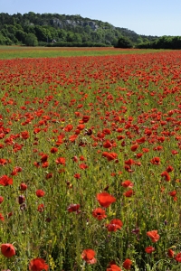 Vallmofält, Gotland