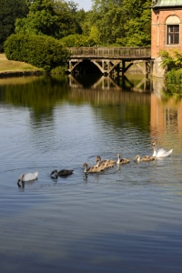 Vallö slott, Danmark, svanar, svanunge, svanungar