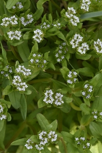 Vårklynne, Valerianella locusta