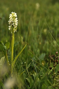 Vaxnycklar, Dactylorhiza incarnata var. ochroleuca
