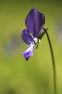 Viola aethnensis ssp. splendida