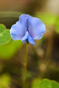 Violärt, Parochetus communis