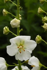 Violkungsljus, Verbascum phoenicum