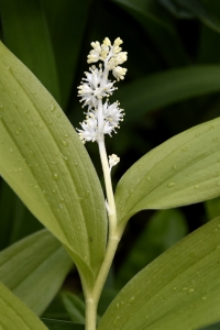 Vipprams, Maianthemum racemosum