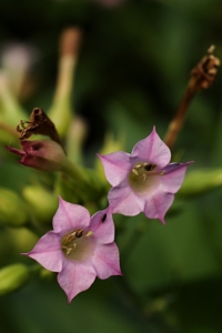 Virginiatobak, Nicotiana tabacum