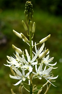 Vit stjärnhyacint 'Sacajawea', Camassia leichtlinii