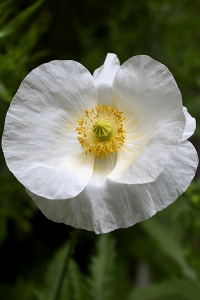 Kornvallmo *Bridal Silk', Papaver rhoeas