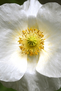 Kornvallmo *Bridal Silk', Papaver rhoeas
