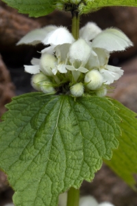 Vitplister, Lamium album
