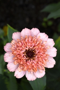 Zinnia, Zinnia elegans
