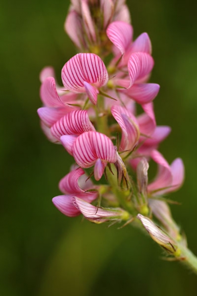 Esparsett, Onobrychis viciifolia