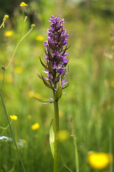 Dubbelnycklar, Dactylorhiza majalis, Majnycklar