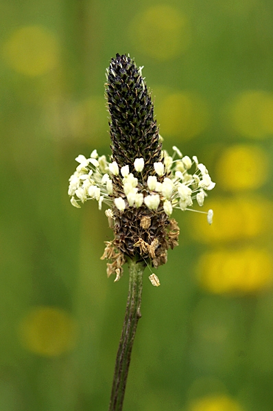 Svartkämpar, Plantago lanceolata