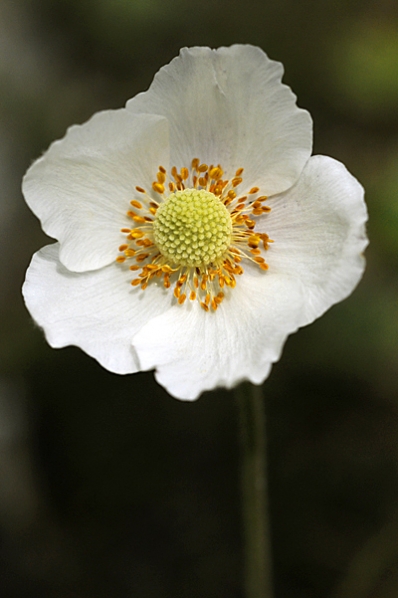 Tovsippa, Anemone sylvestris