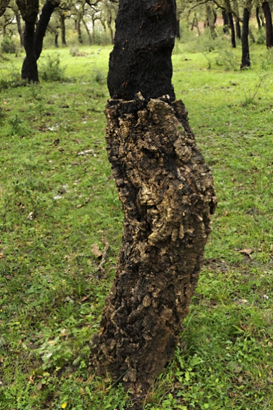 Korkek, Quercus suber