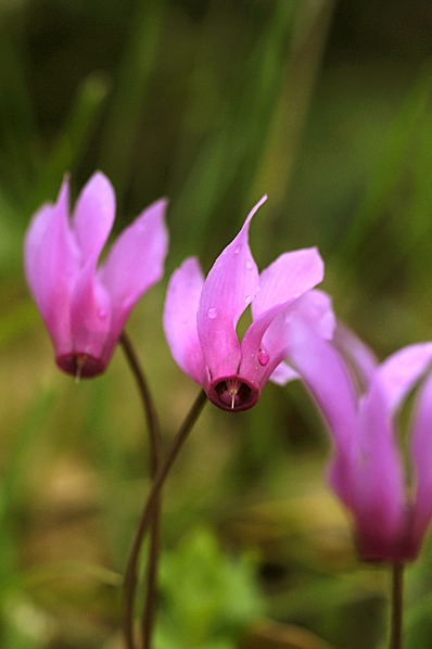 Vårcyklamen, Cyclamen repandum