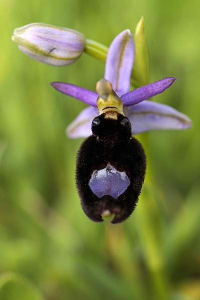 Toffelofrys, Ophrys bertolonii, ofrys