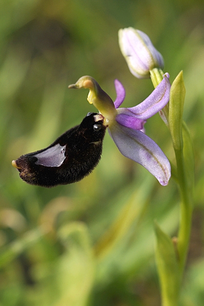 Toffelofrys, Ophrys bertolonii, ofrys