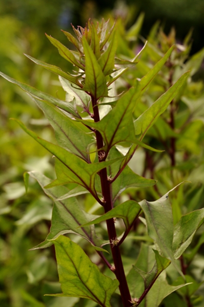 Målla, Atriplex sp.