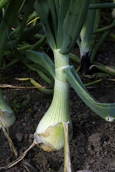 Gul lök, Allium cepa