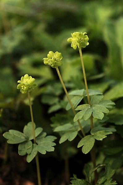 Desmeknopp, Adoxa moschatellina