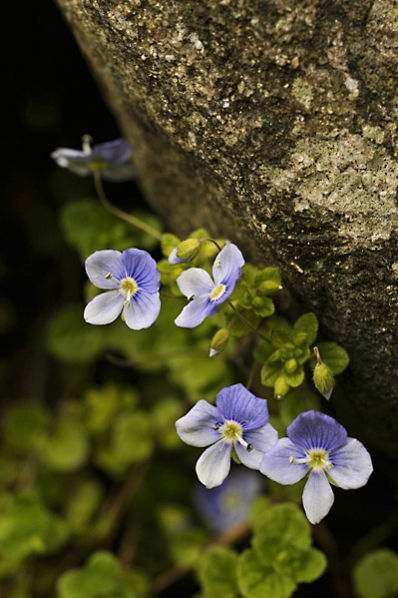 Trådveronika, Veronica filiformis, Veronika