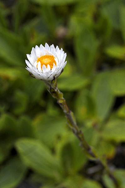 Helichrysum bellum