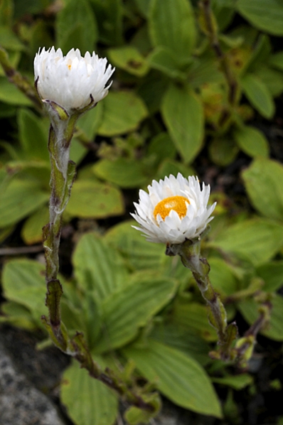 Helichrysum bellum