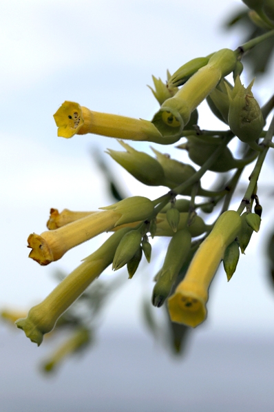 Blåtobak, Nicotiana glauca