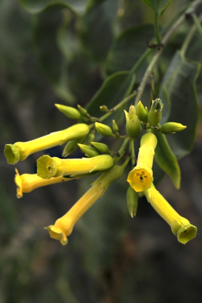 Blåtobak, Nicotiana glauca