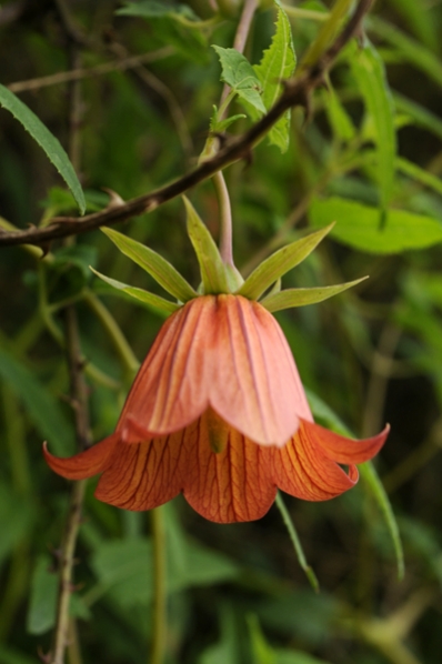 Kanarieklocka, Canarina canariensis