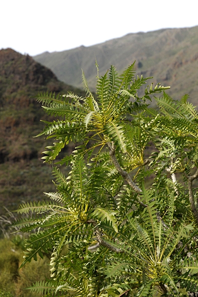 Sonchus canariensis, molke