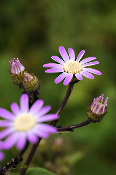 Pericallis echinata