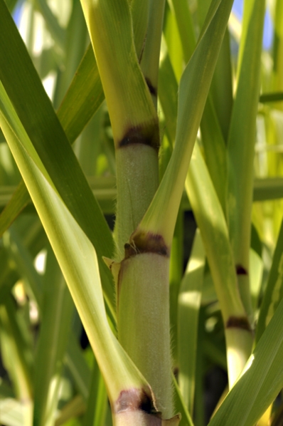 Sockerrör, Saccharum officinarum