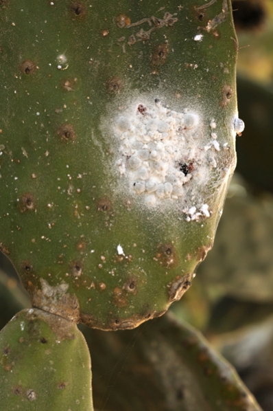 Koschenillsköldlus, Koschenill, Dactylopius coccus