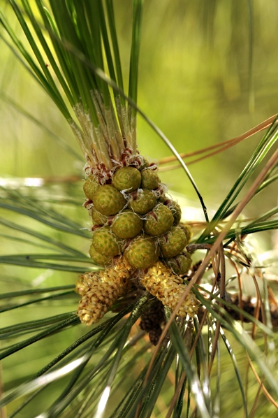 Kanarietall, Pinus canariensis