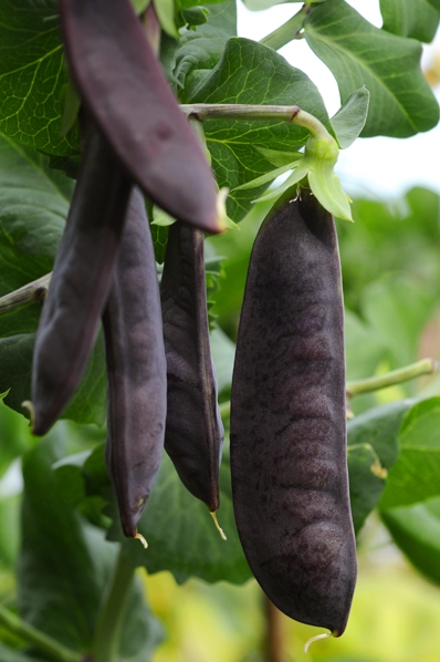 Sockerärt 'Shiraz', Pisum sativum