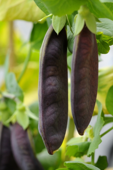 Sockerärt 'Shiraz', Pisum sativum