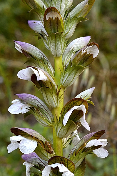 Mjukakantus, Acanthus mollis, Akantus