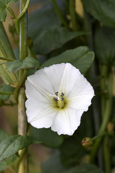Åkervinda, Convolvulus arvensis